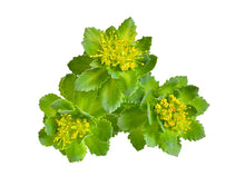 Cargar imagen en el visor de la galería, Rhodiola Rosea orgánico en polvo 100g - Commons Adaptogenos